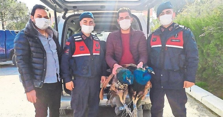 ‘Tavus kuşunu yesek mi yoksa satsak mı?’ derken yakalandılar!