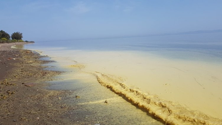 Assos sahilinde tedirgin eden görüntü