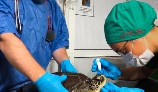 Helios mucizesi! İki yıldır bitkisel hayatta olan kaplumbağa yaşama döndürüldü