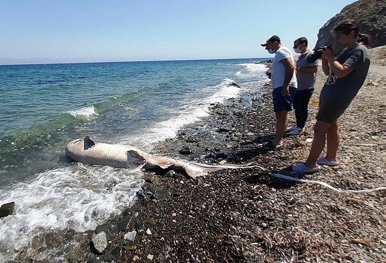 Datça’da dev köpek balığı! Gören gözlerine inanamadı