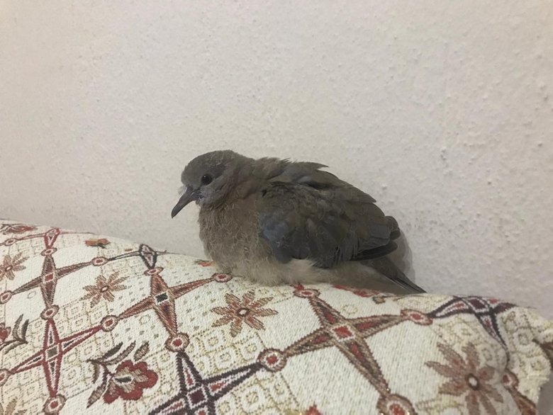 Bahçesinde bulduğu yaralı kumruya evinde bakıyor