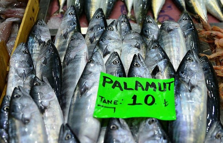 Denizin kırmızı etli balığı palamut 10 liradan tezgahlarda