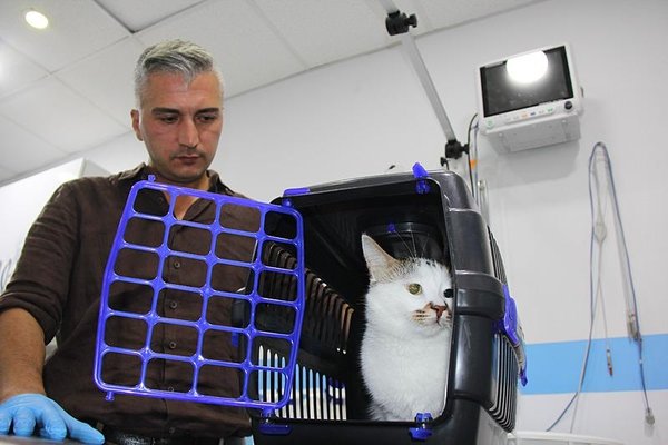 Şehir değiştirince depresyona girmişti! ’Paşa’ kedi sağlığına kavuştu