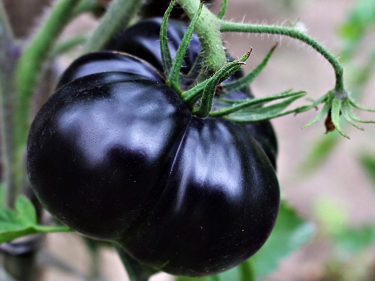 Faydalarıyla kırmızısını solladı: Kanserin baş düşmanı