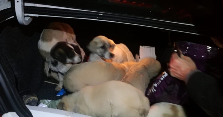 Mahsur kalan 10 köpek botla kurtarıldı