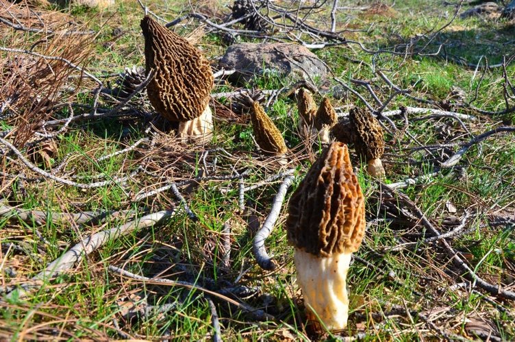 Kuzugöbeği nedir? Kuzugöbeğinin faydaları nelerdir?