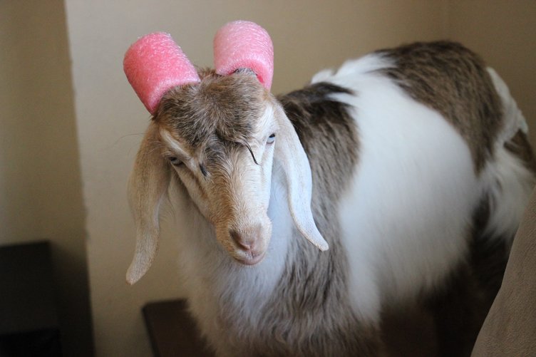 Ninja keçi demlik demlik çay içiyor, çaysız duramıyor!