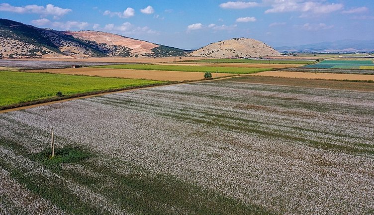 İzmir’de verim artınca pamuk üreticilerinin yüzü güldü!