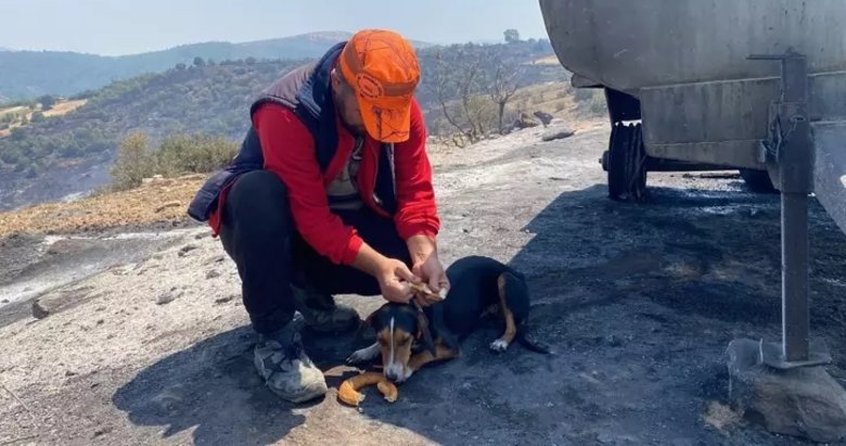 Manisa’da yavru köpek Yufka’ya sahibinin vefakar yaklaşımı yürekleri sızlattı