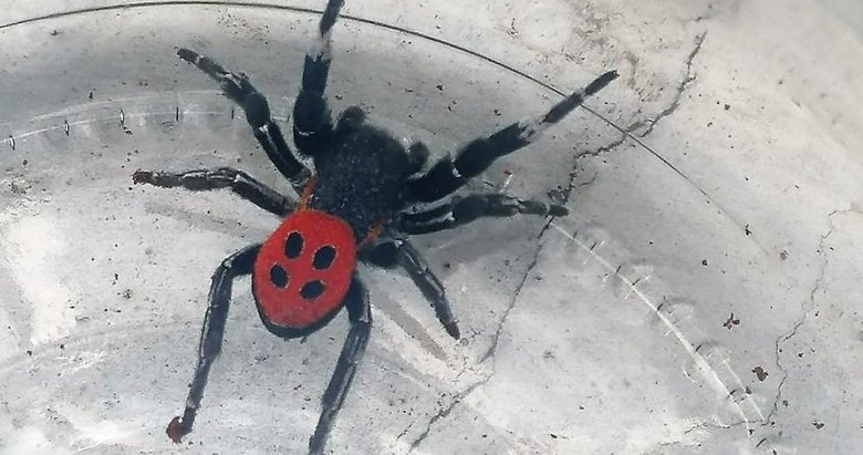 Dünyanın en zehirli örümceği Denizli’de ortaya çıktı