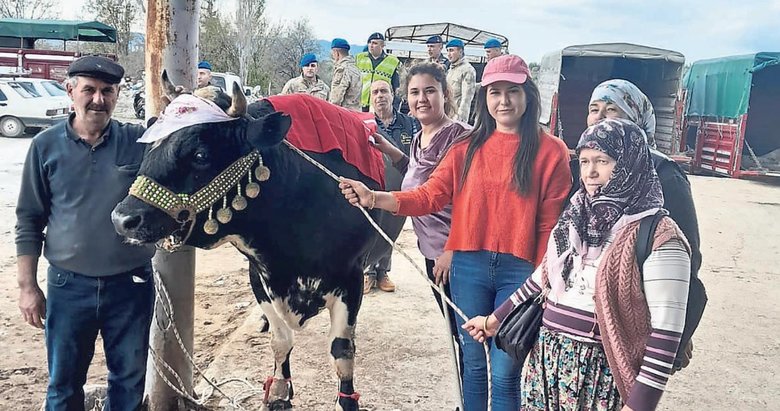 Pehlivan boğaların kaderi