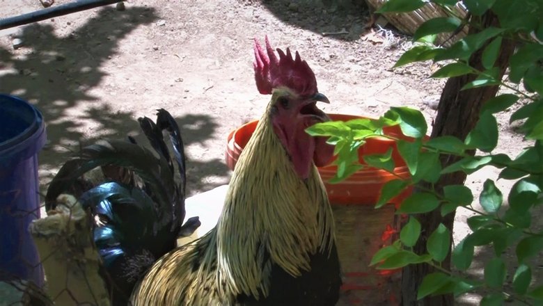 Pandemi Ile Birlikte Denizli Horozuna Talep Artti Denizli Haberleri Pandemi Ile Birlikte Denizli Horozuna Talep Artti Denizli Haberleri