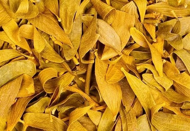 Ökse otunun faydaları nelerdir? Ökse otu nasıl kullanılır?