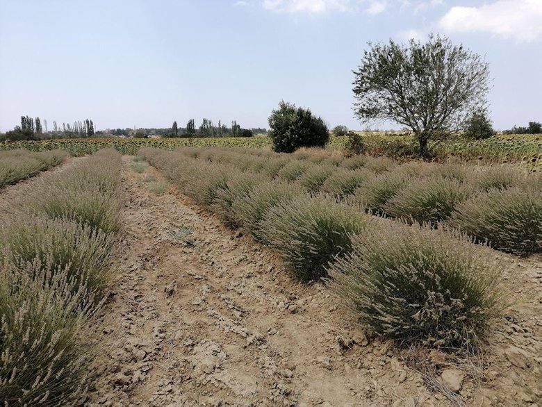 Gelibolu Tarihi Yarımadası’nda lavanta tarlaları görsel şölen oluşturuyor