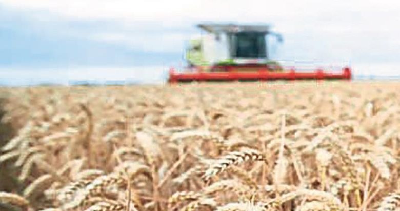 Buğday ve arpa fiyatında çiftçiye müjde