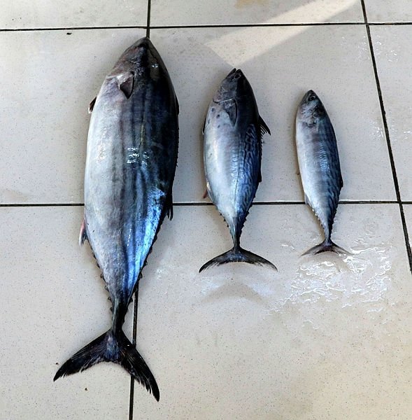Çanakkale’de balıkçı esnafından ’tombik’ uyarısı! Balık alırken buna dikkat!