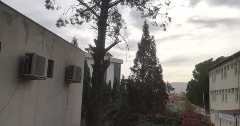 Ağaçtan düşen temizlik görevlisi hayatını kaybetti