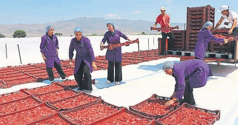 İzmir’in domatesi tarladan dövize uzanıyor