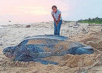 Dünyaca ünlü koyda deri sırtlı kaplumbağa
