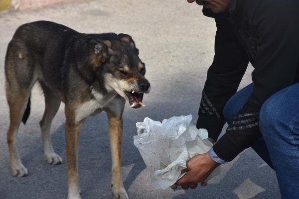 İzmir’de sevimli köpek ’Babür’ tedavi bekliyor