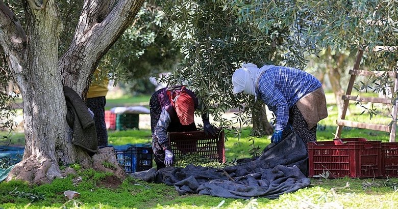 Manisa’da zeytinde kalite yılı!