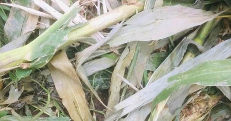 Denizli’de domuz nöbeti! Her şey mısırları için