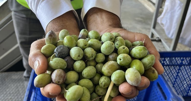 Bu yıl 3,6 milyon tonluk zeytin rekoltesi bekleniyor