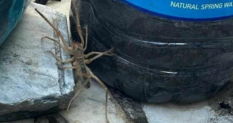Muğla’da ’et yiyen örümcek’ paniği! 1 metre yukarı zıplayabiliyor