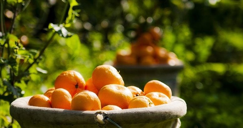 Satsuma mandalinası pazarda yerini aldı