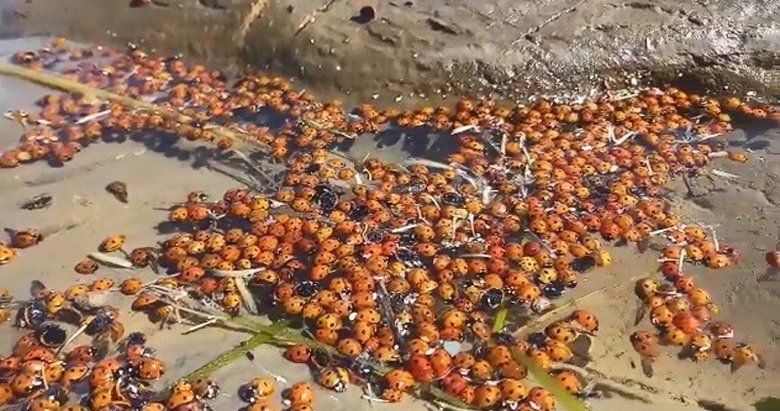 Gökçeada’da toplu uğur böceği ölümleri tedirgin etti