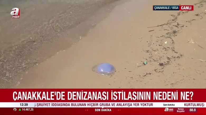 Çanakkale'de mavi denizanası alarmı