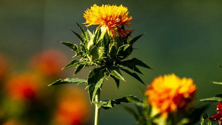 Aspir yağı nedir? Aspir yağının faydaları nelerdir?