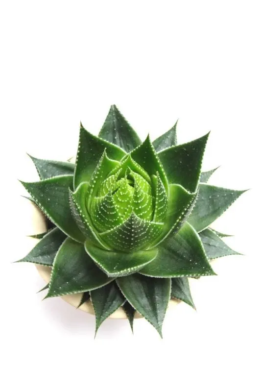 1-yaprakla-gelen-mucize-aloe-veranin-faydalari-nelerdir-aloe-vera-ne-icin-kullanilir-1784987154234.jpeg
