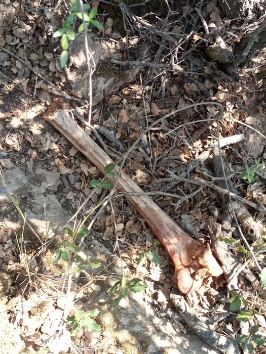 Muğla’da ormanda bulunan kemik, kayıp olan hukuk öğrencisine ait çıktı