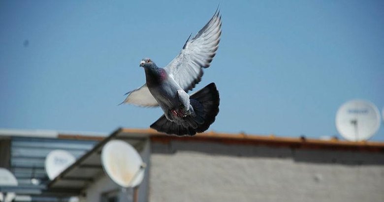 Şampiyon güvercin “Bold Pilot” Erzincan’dan İzmir’e 14 saat 37 dakikada uçtu