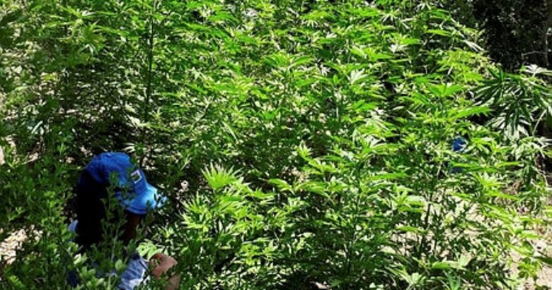 İzmir Bayındır’da 2 bin 200 kök Hint keneviri ele geçirildi