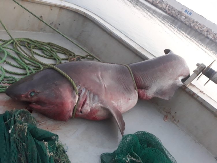 Çanakkale’de 1 ton ağırlığında köpek balığı yakalandı