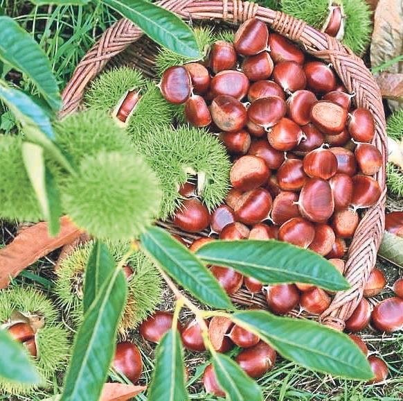 Kış öncesi Tire kaçamağı