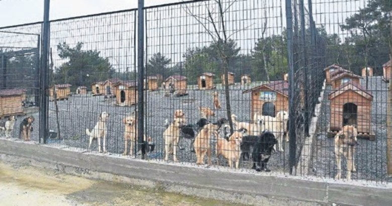 ‘Yıl başına kadar sokak köpeklerini toplatacağım’