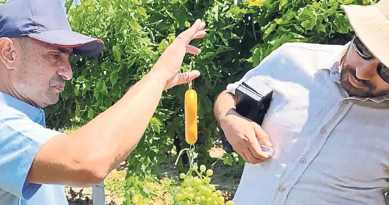Manisa’da üzüm rekoltesine özel bilimsel çalışma