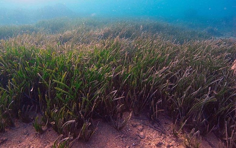 Denizler rahat nefes alacak! Mapa-şamandıra dönemi başlıyor