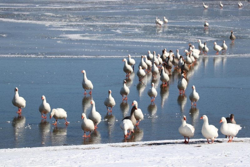 ’Kuş cenneti’ Yayla Gölü buz tuttu
