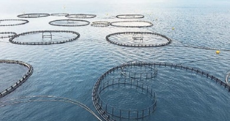 Muğla’dan 198 milyon dolarlık balık ihracatı