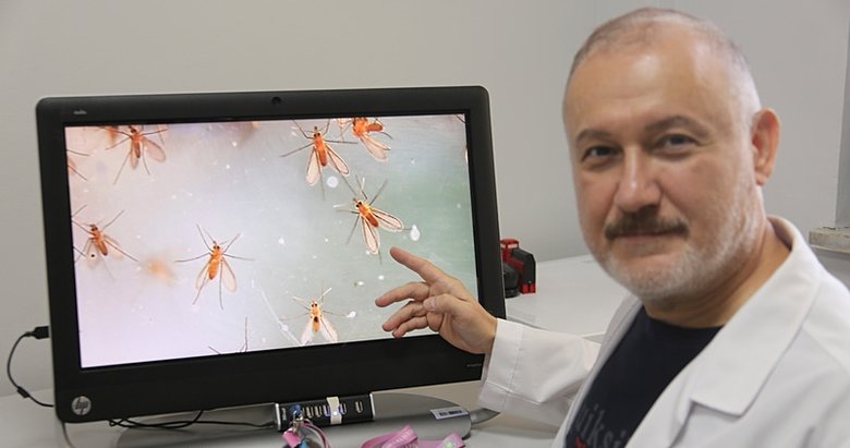 Uzmanlar uyardı: Sinek deyip geçmeyin! Yakmıyor öldürüyor