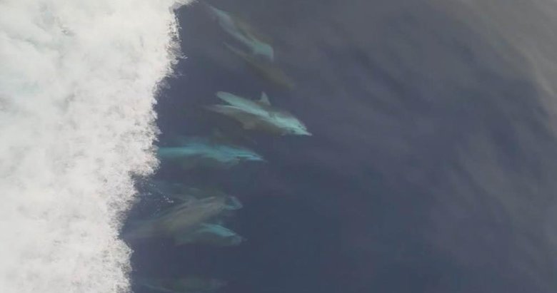 Çeşme açıklarında renkli görüntüler: Yunus sürüsü böyle eşlik etti