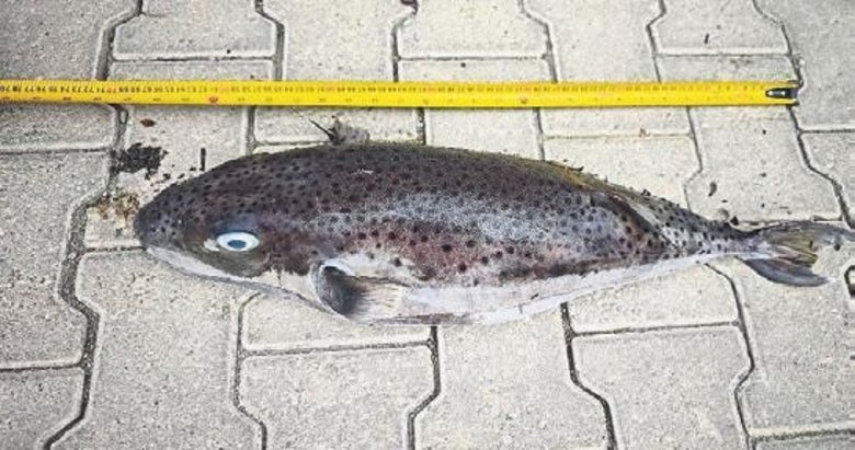 Zehirli balon balığı kıyıya vurdu