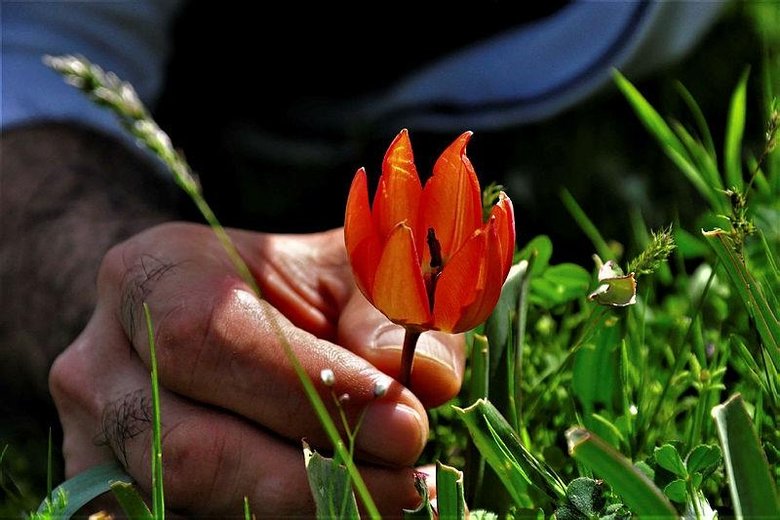 Dikkat! Dokunan yanar... Manisa’da yetişiyor