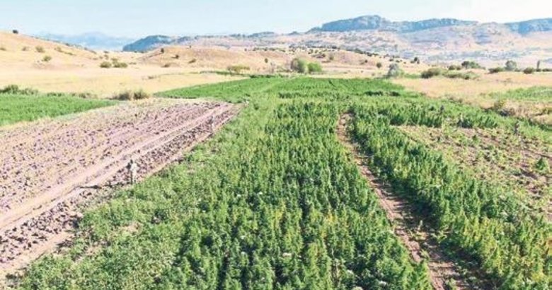 Lice’de 13 milyon kenevir ele geçirildi