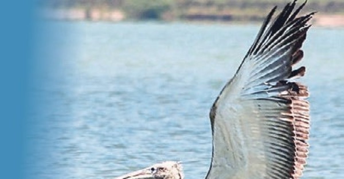 Tepeli pelikanı balıkçılar kurtardı