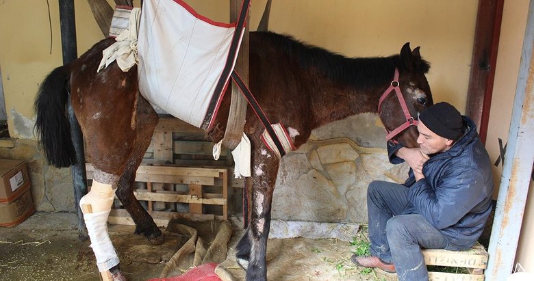 İzmir’de ölüme terk edilen at Aydın’da ameliyat edildi